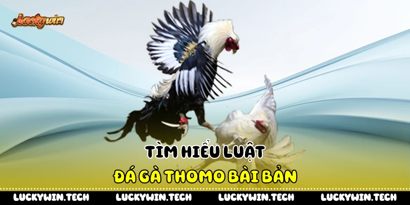 Tìm hiểu luật đá gà Thomo bài bản